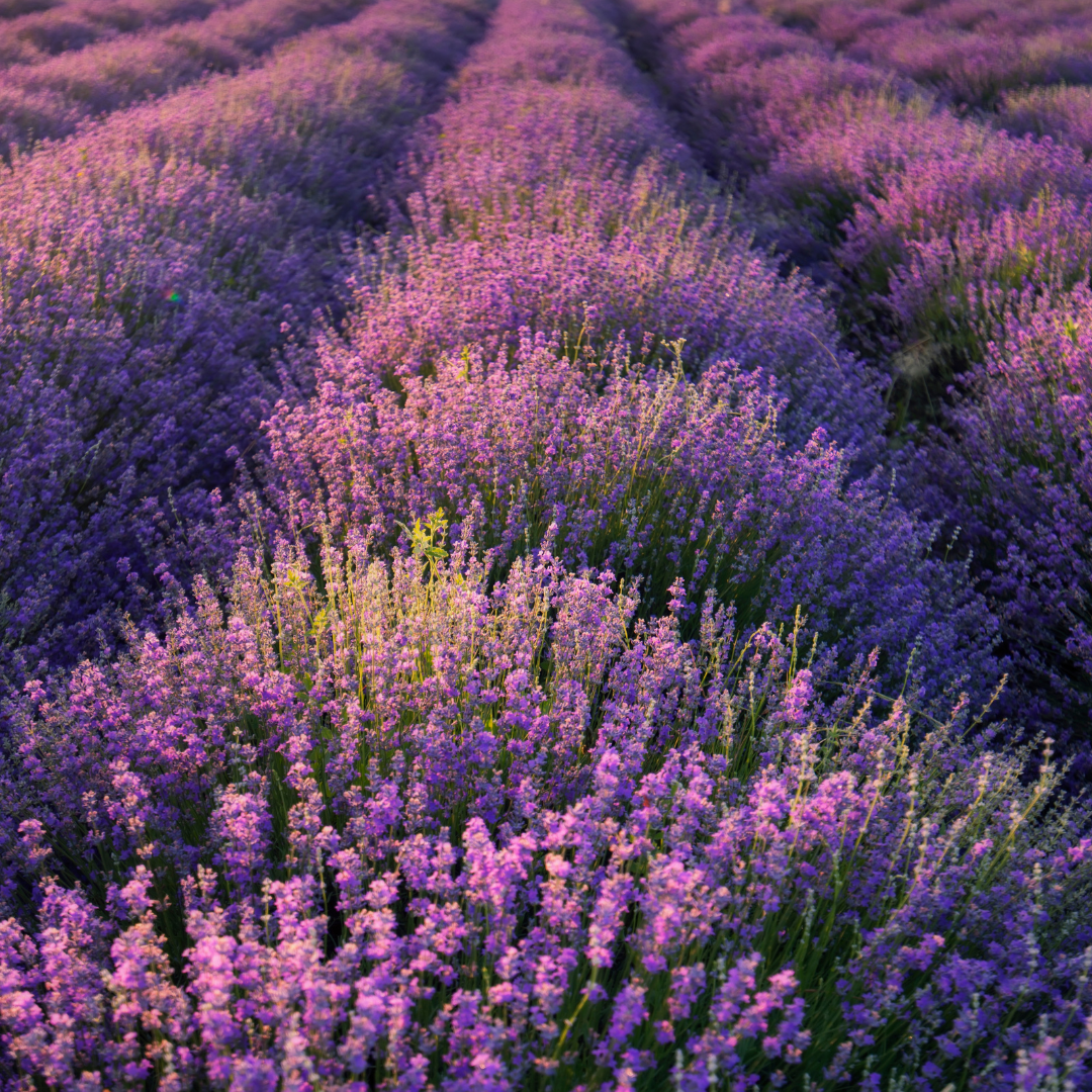 Best Essential Oils for Anxiety