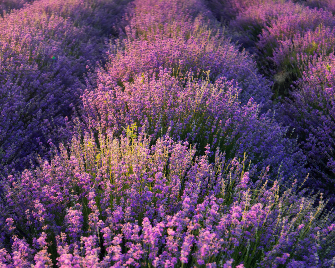 Best Essential Oils for Anxiety