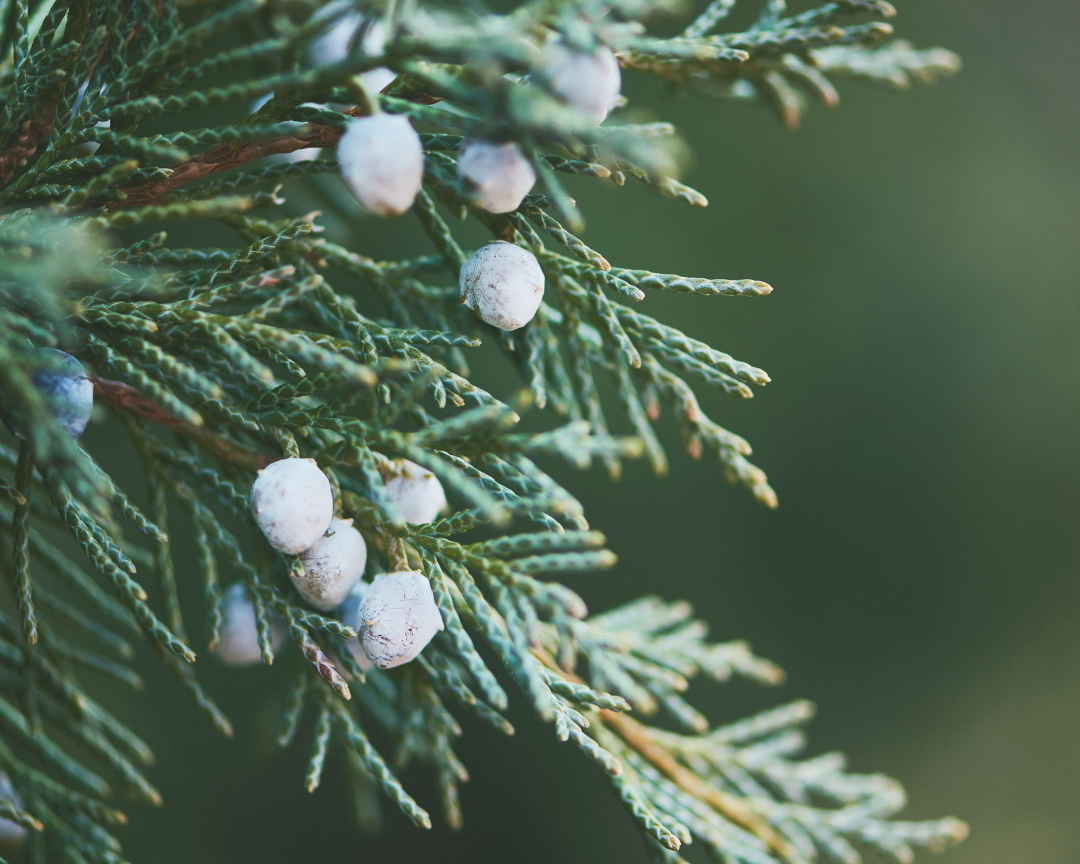 Aromatherapy For Your Heart Health