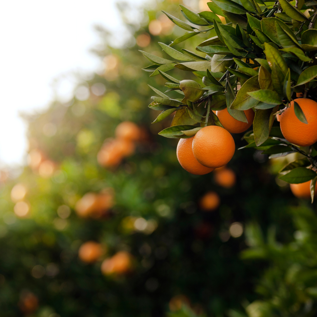 Orange Essential Oil