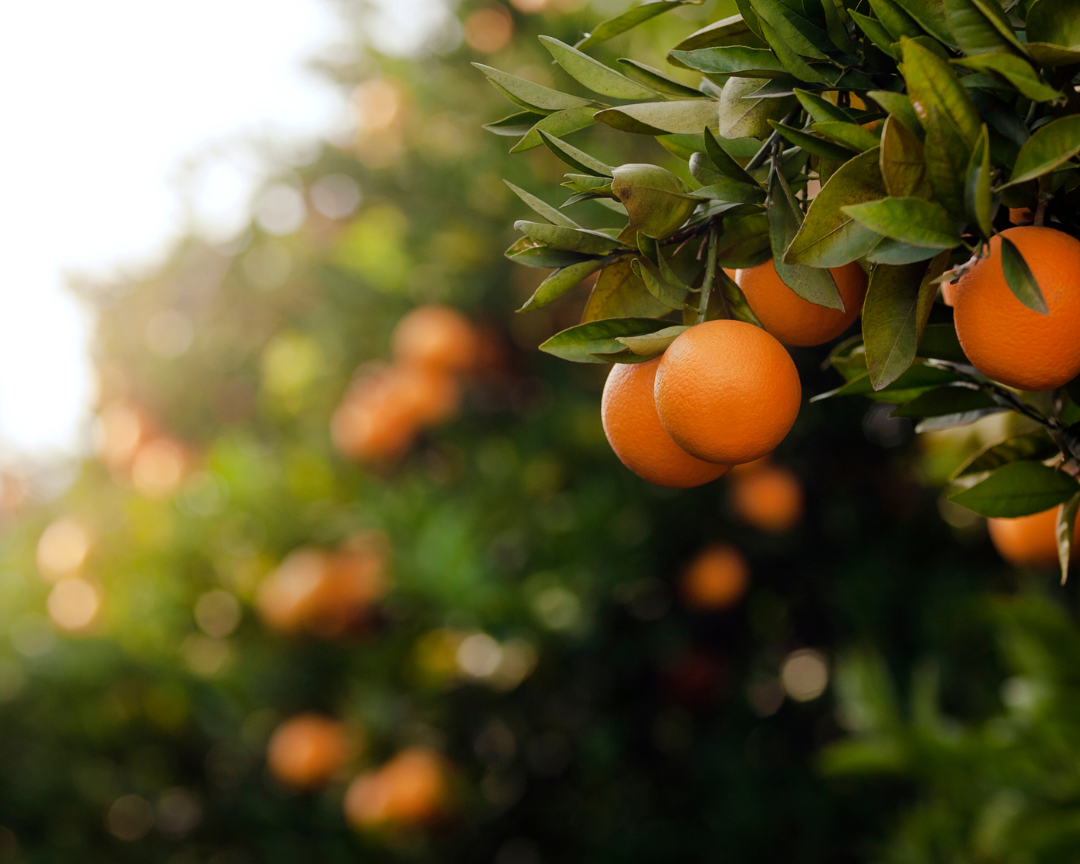 Orange Essential Oil