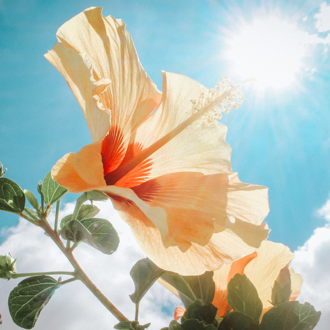 PRE & POST SUN EXPOSURE