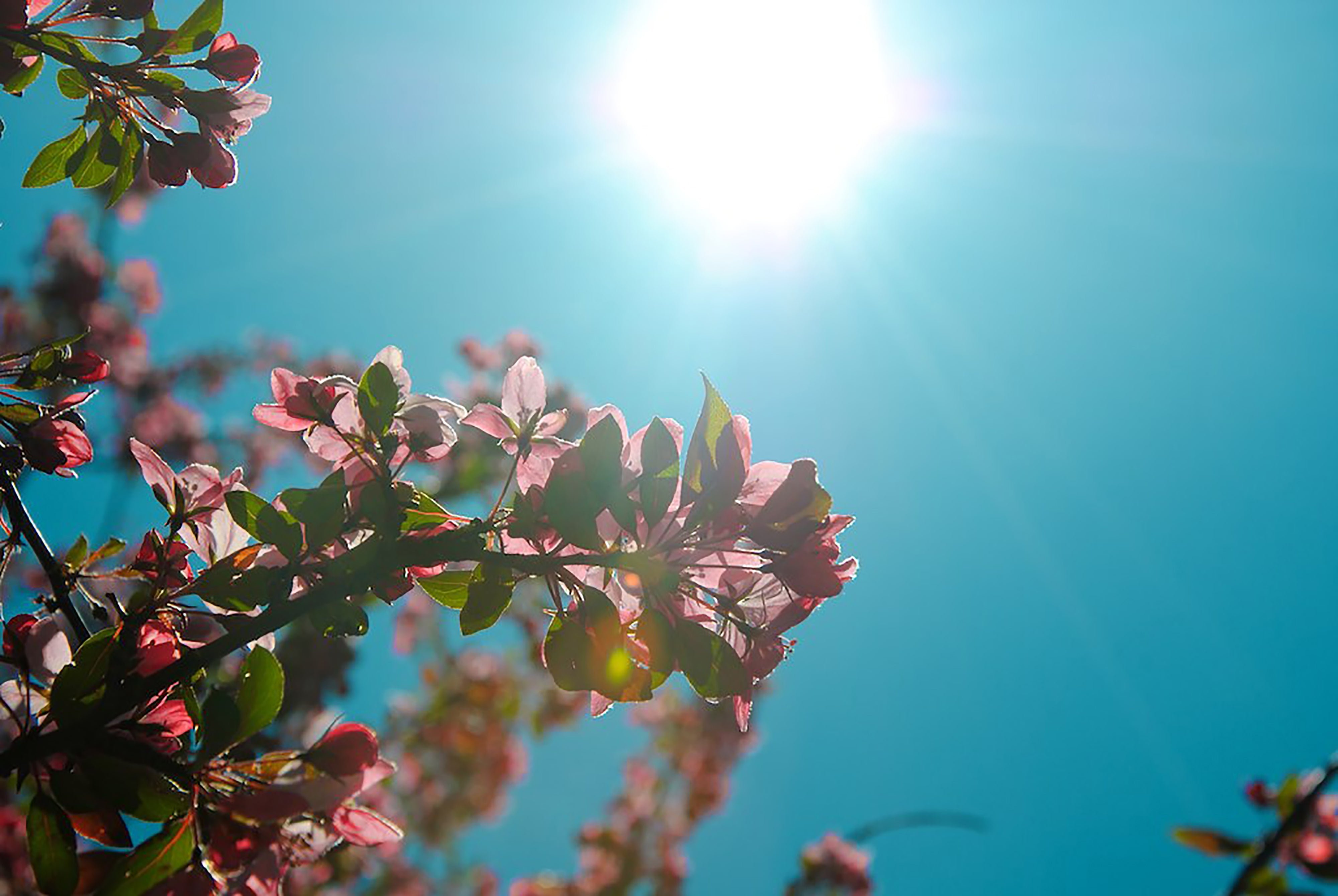 branches-with-pink-flowers-against-a-blue-sky.jpg