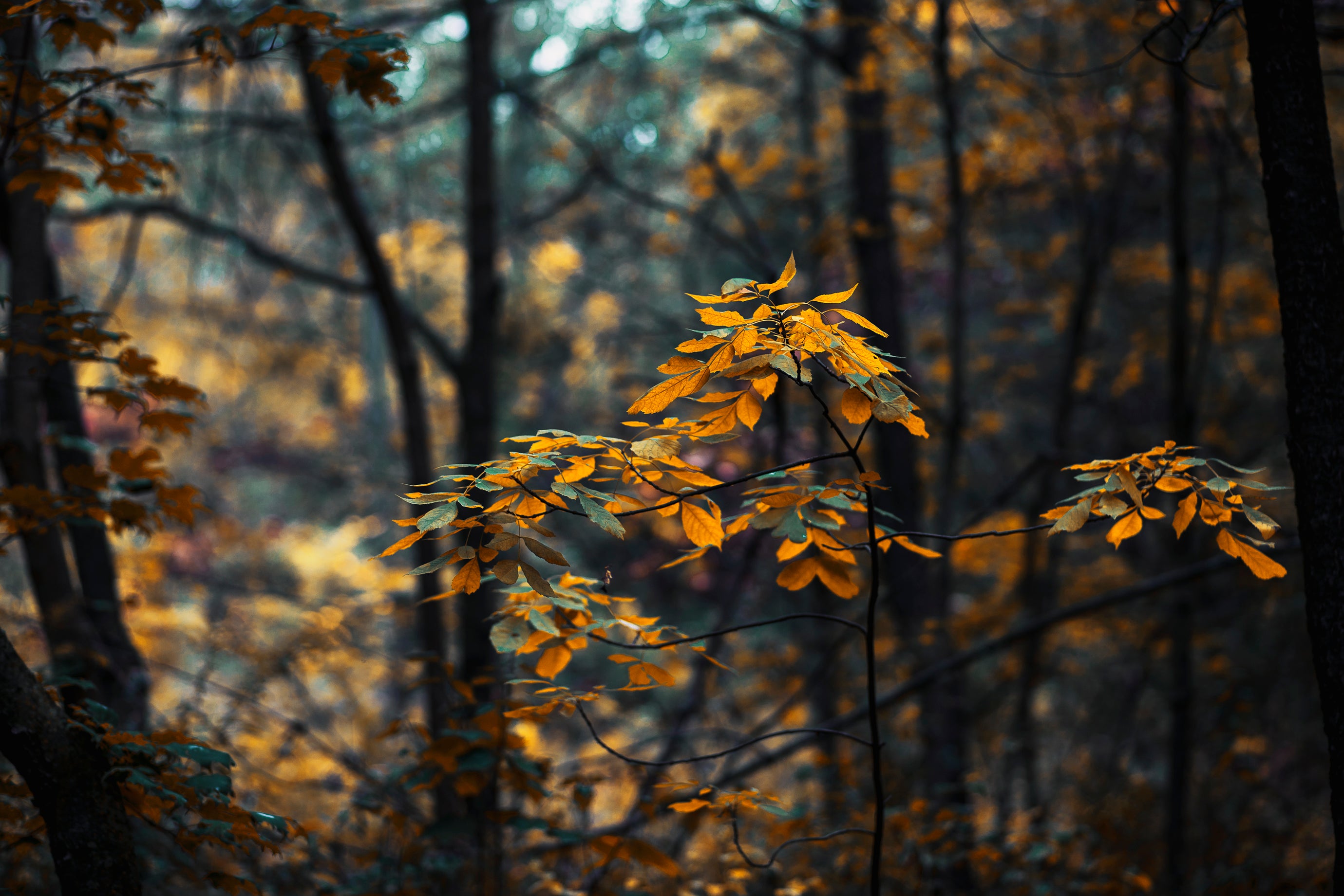forest-leaves-changing-in-fall.jpg