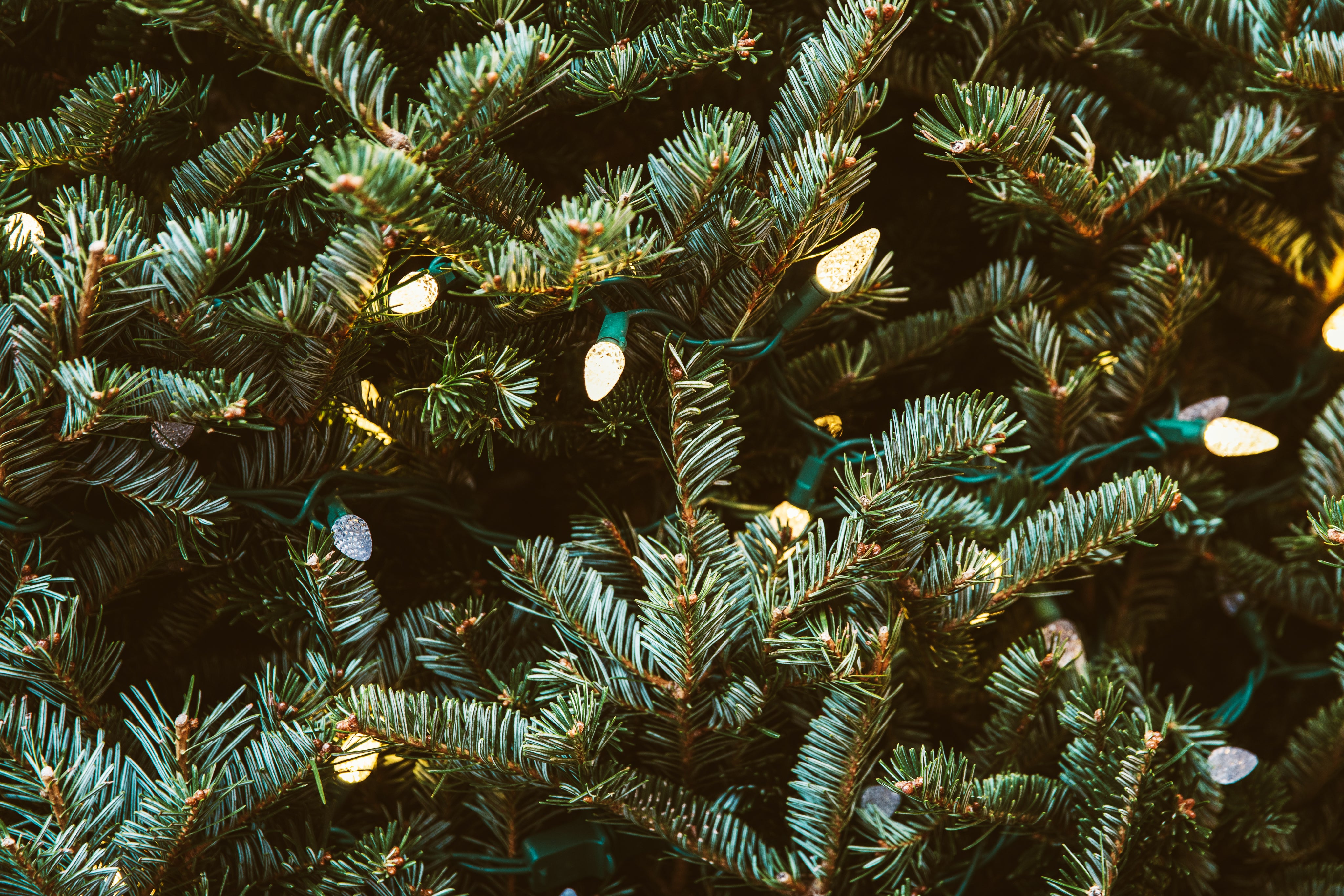 pine-greens-with-lights.jpg