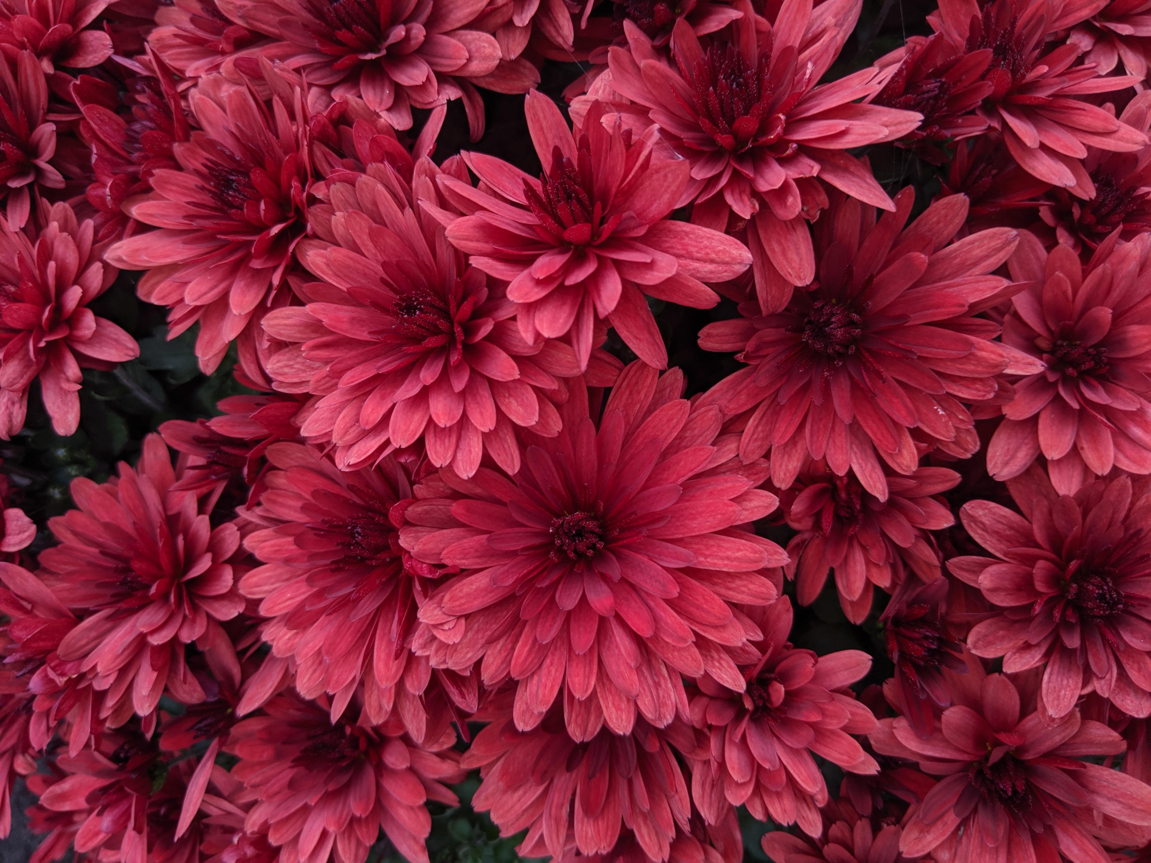 pink-dahlia-flowers-blossom-under-the-sun.jpg