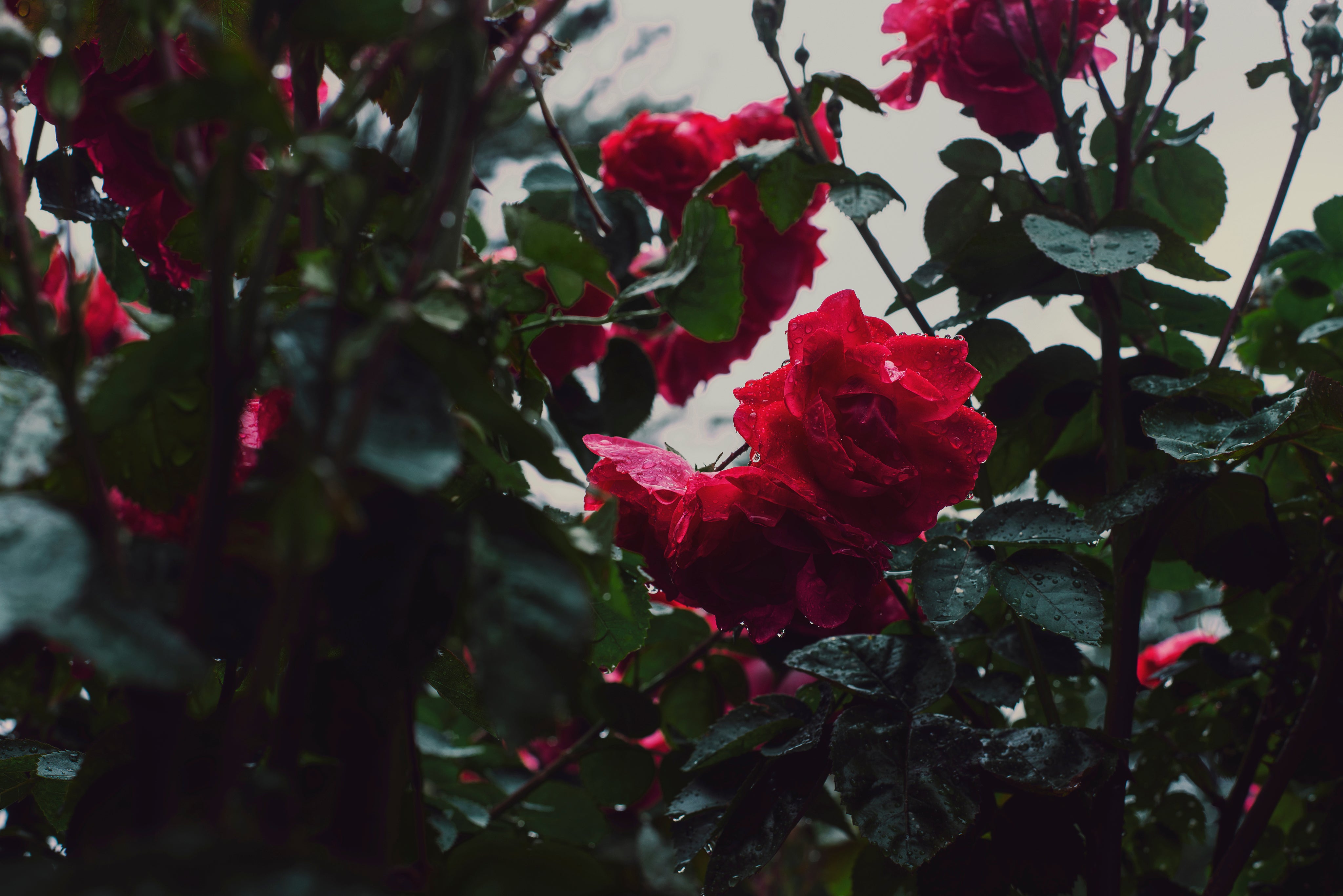 rose-bushes-in-bloom.jpg