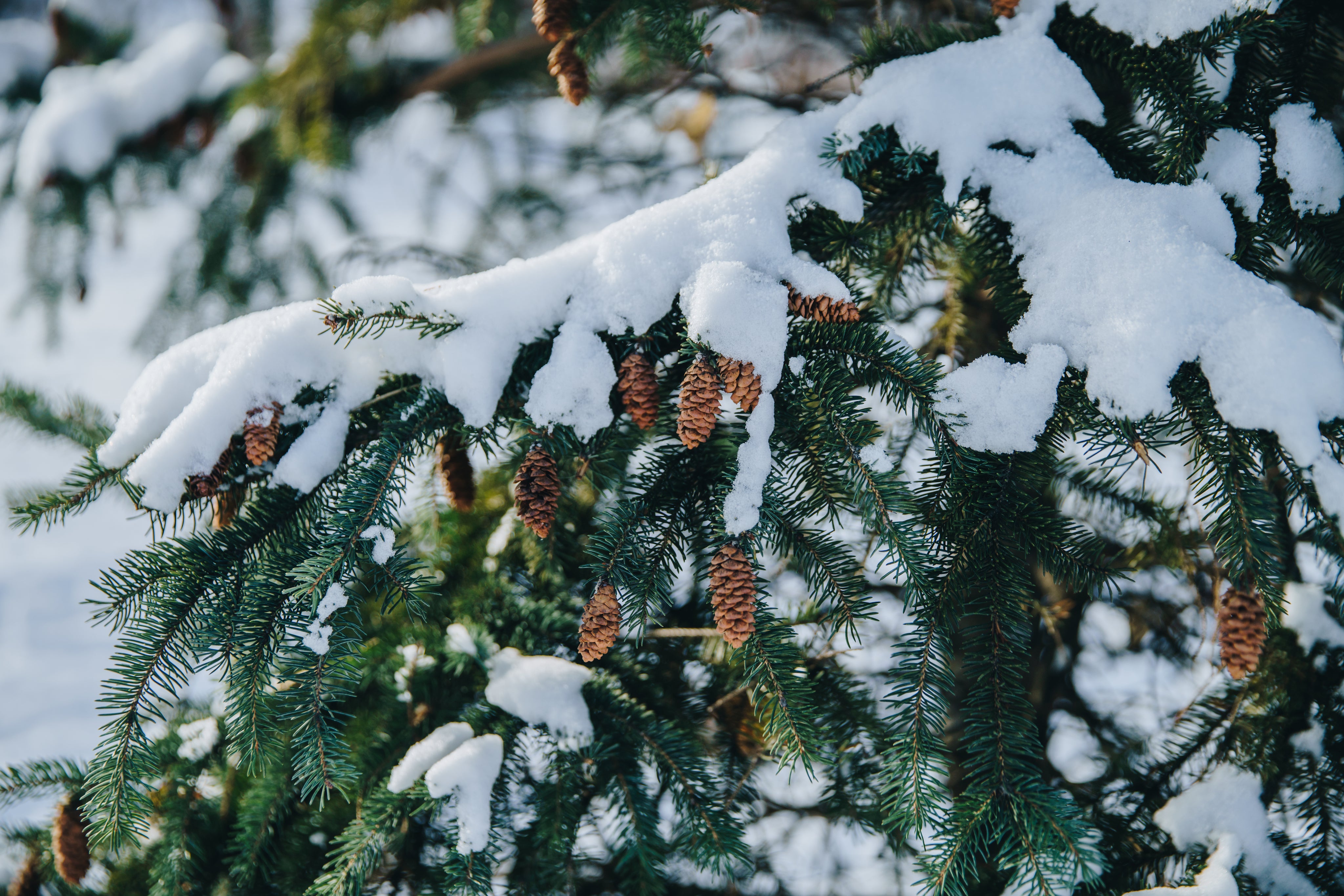 snow-covered-pine-tree-branch.jpg