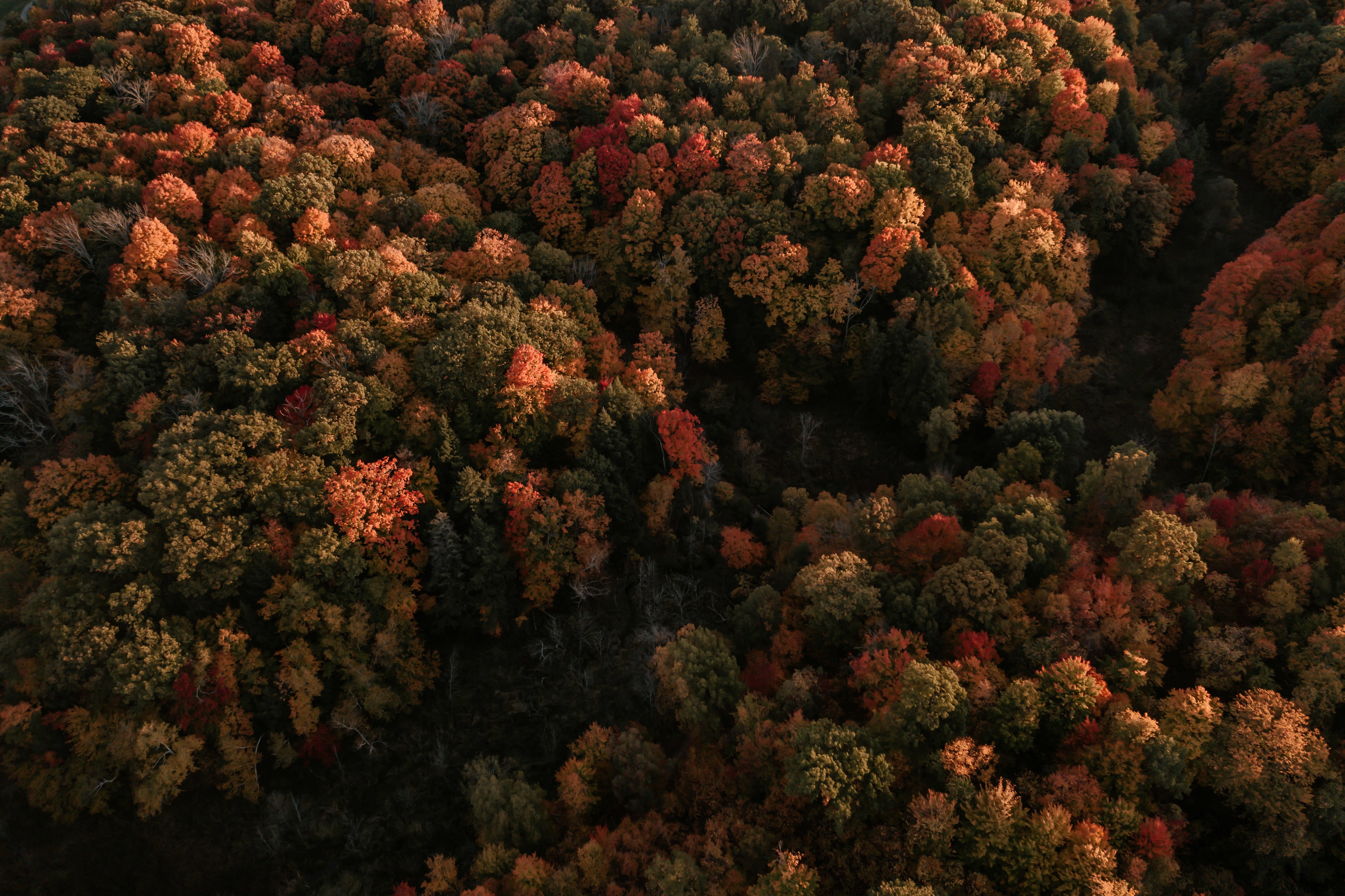 sunlight-illuminates-rich-fall-colors.jpg