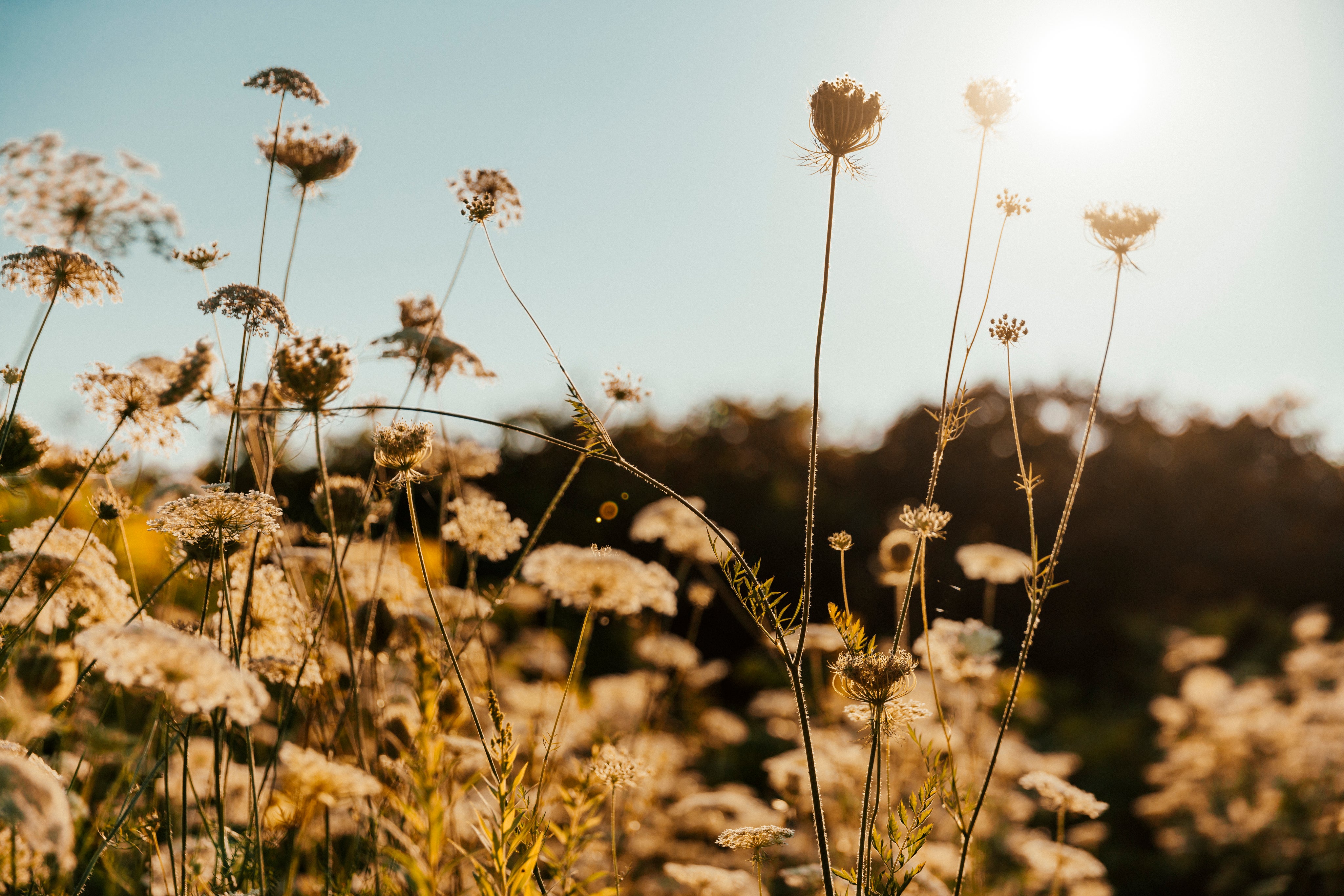 thin-plant-stems-in-sun.jpg