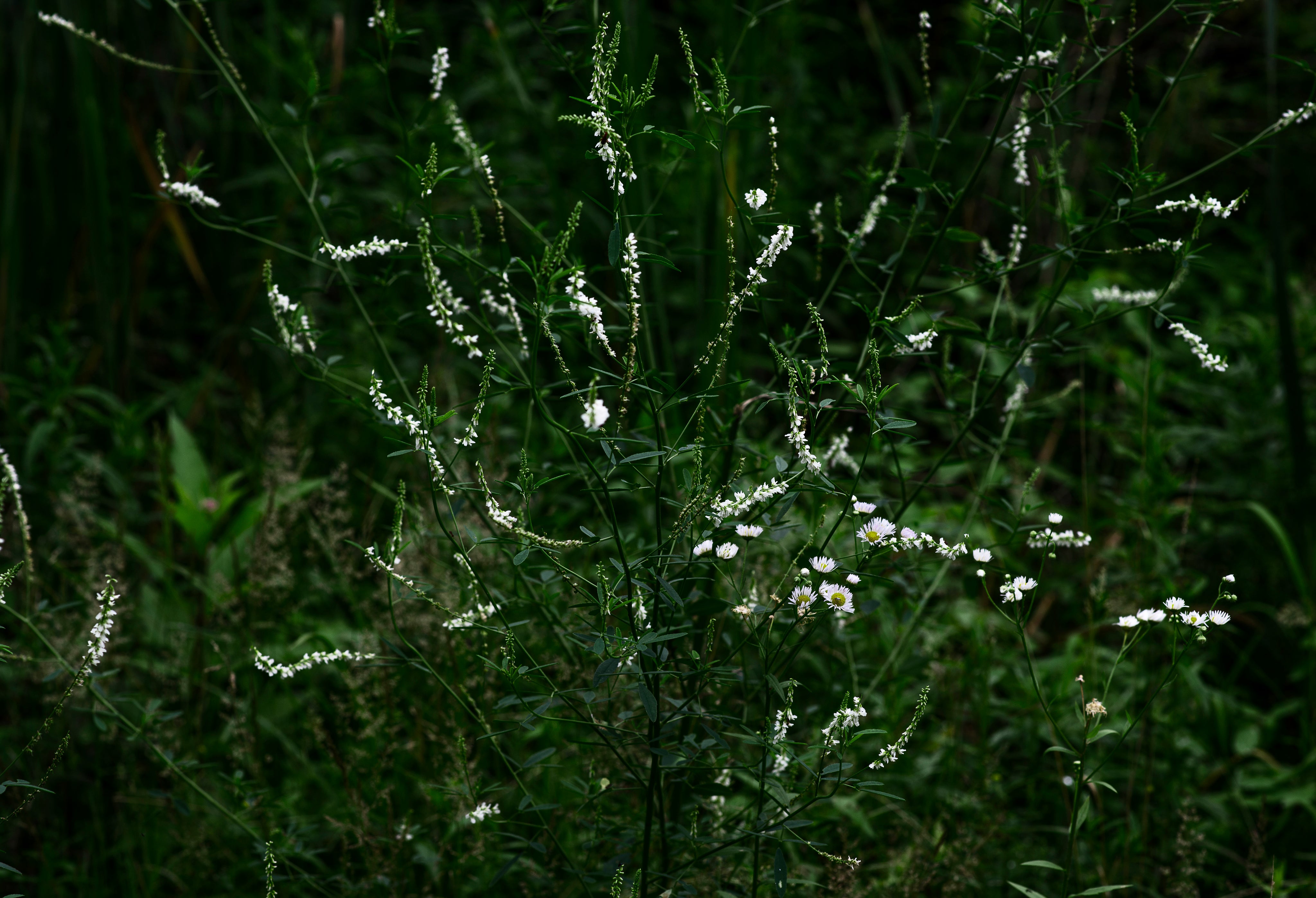 white-wildflowers-bloom-in-a-lush-green-landscape.jpg